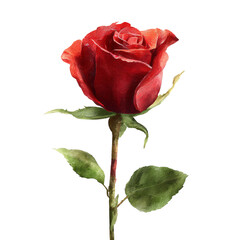 Fototapeta na wymiar Red Rose - Digital Painting, isolated on transparent background