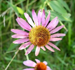 A close view on the pink coneflower in the field.