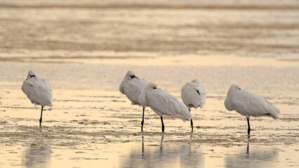 Eurasian spoonbill - Platalea leucorodia, or common spoonbill, is a wading bird of the ibis and spoonbill family Threskiornithidae, Greece