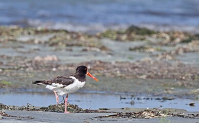 Haematopus ostralegus (Eurasian Oystercatcher, Pied Oystercatcher), Greece