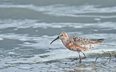 Curlew Sandpiper (Calidris ferruginea), Greece