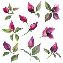 Watercolor chilis, lively watercolor representation of chilis, isolated on transparent background