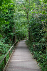 Fototapeta premium Fleet Pond Local Nature Reserve