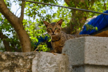 Spotted stray cat resting on urban wall under tree shade