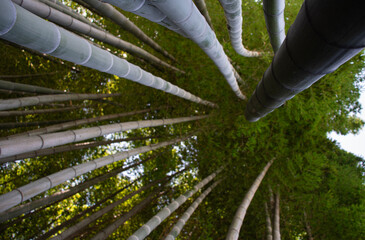 bamboo trees
