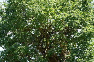 Nahaufnahme der 1000-jährigen Eiche (Quercus robur) im Park Sacrow
