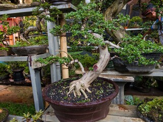 Close-up of a gracefully curved bonsai tree in a pot, highlighting its elegant shape and gnarled,...