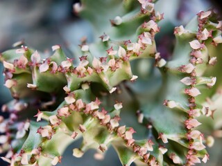 detailed macro shot of a unique succulent, a Euphorbia sp., showing its spiny, waxy texture and delicate pink tips, a stunning example of its intricate structure.