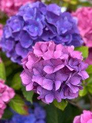 Close up of vibrant pink and purple hydrangea flowers in full bloom with soft focus background, symbolizing natural beauty, summer garden elegance, romance, & floral decoration for design and wedding
