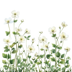 white flowers in the forest, White wildflowers thriving in a dense forest, isolated on transparent background