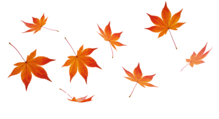 Pristine red and orange maple leaves, dynamically scattered and frozen mid-air on a transparent studio background with soft lighting. Concept of strategic evolution