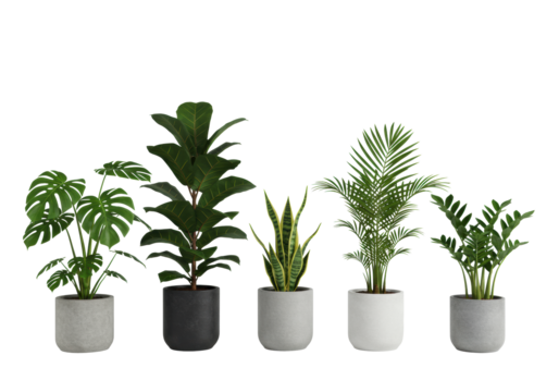 Diverse healthy indoor potted plants (Monstera, Fiddle Leaf Fig, Snake Plant, Areca Palm, ZZ Plant) in modern neutral pots on transparent studio background, biophilic design concept