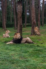 Group of Lions Resting in a Forest Wildlife Park