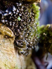 detailed macro view of vibrant green moss growing on a rock, highlighting the miniature ecosystem and its natural, rugged texture.