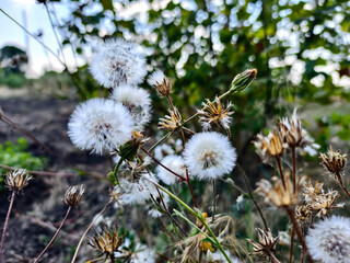 Wild dandelion seed heads and dry flowers in a summer field, close-up, natural outdoor setting.