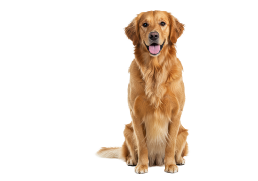 A photorealistic adult Golden Retriever dog with warm golden fur sits patiently on a seamless transparent studio background, looking at camera, soft high-key light. Companionship and loyalty concept