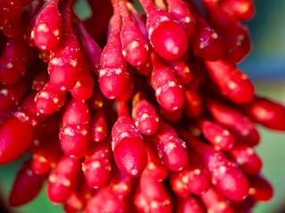 tight macro shot of brilliant red berries hanging in a cluster, their vibrant color and unique texture highlighted by soft sunlight.