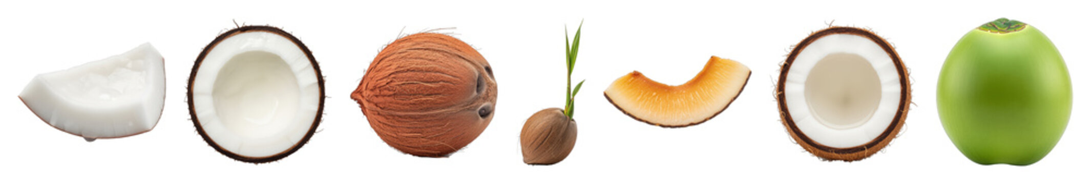 Coconut set including whole, halved, young, mature, sprouted, meat, and copra stages isolated. Tropical food and drink collection.