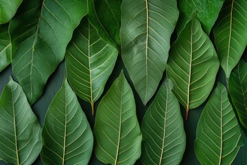 Obraz premium Rows of green leaves display natural texture, Rows of green leaves exhibit a rich texture