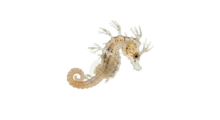 Fototapeta premium Seepferdchenbaby, transparenter Hintergrund, PNG