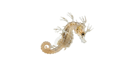 Seepferdchenbaby, transparenter Hintergrund, PNG