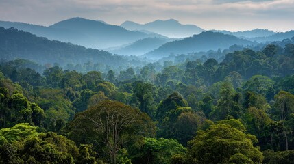 Lush Borneo Jungle: Captivating Tropical Forestscape Showcasing Nature's Vibrant Greens and Abundant Beauty