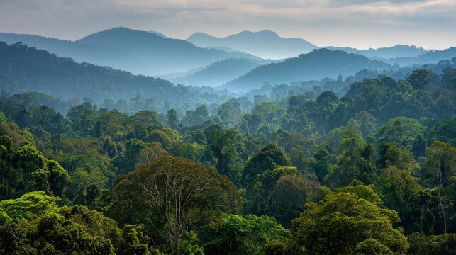 Lush Borneo Jungle: Captivating Tropical Forestscape Showcasing Nature's Vibrant Greens and Abundant Beauty