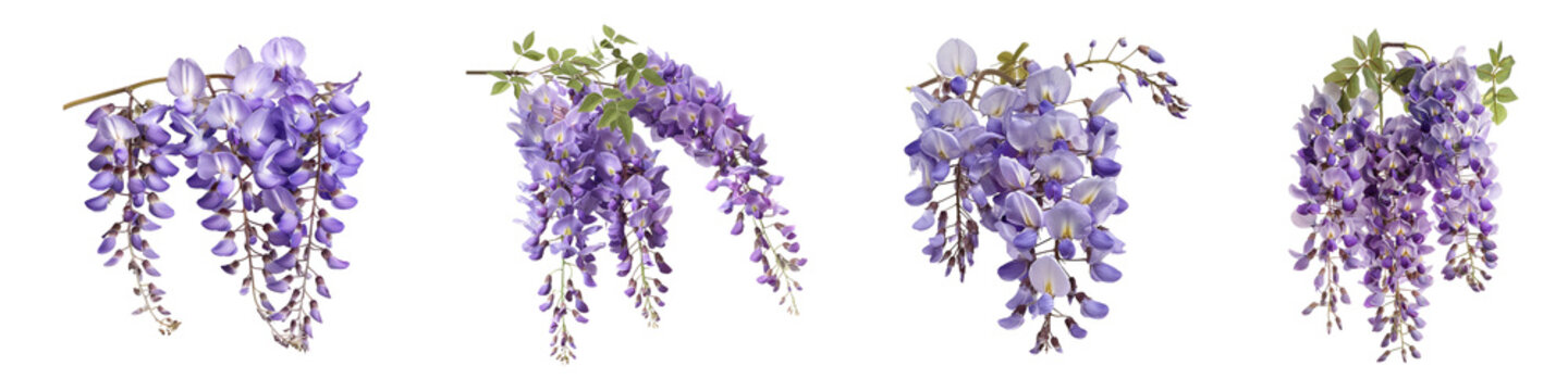 Stunning displays of vibrant purple wisteria blossoms cascading downwards gracefully