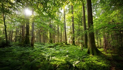 Obraz premium lush green forest scene with gentle trees and vibrant foliage