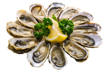 Fresh Oysters Arranged in Circle with Lemon and Parsley isolated on a transparent background