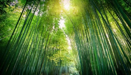 Fototapeta premium experience the refreshing allure of sunlit green bamboo groves