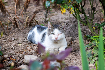 A Charming Stray Cat Found in a Beautiful Garden Setting