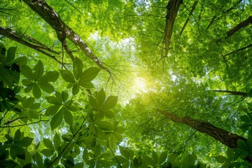 Fototapeta premium Vibrant canopy of lush green leaves and sunlit sky creates a peaceful, natural scene for marketing.