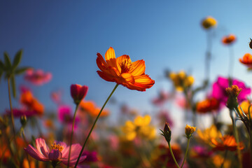 Obraz premium Close up of an orange cosmos flower with a blurred background of colorful flowers pink yellow