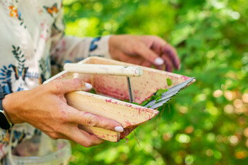 Woman hand holding wooden berry picker with steel comb