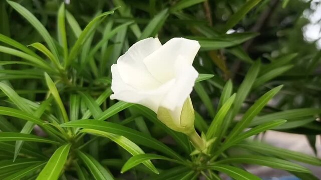 Beautiful Thevetia peruviana flowers swaying in the breeze.
