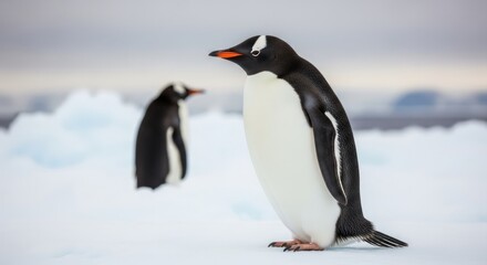 Fototapeta premium Gentoo Penguins on Ice Floe in Antarctica Wildlife Landscape