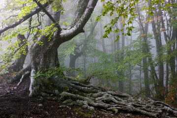Wild beech forest in the mountains in foggy weather. Old beech with exposed root system.