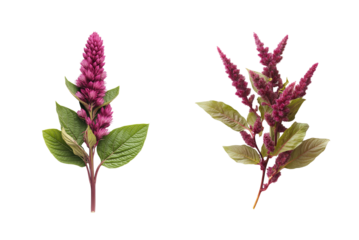 Amaranth Blooms set isolated on a transparent background