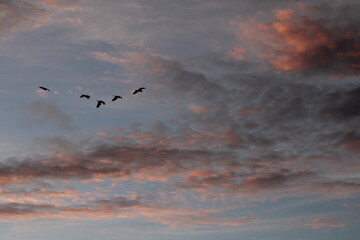 birds flying in the sunset