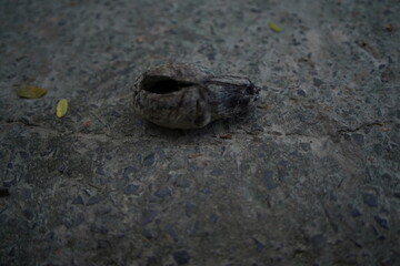 mole in the ground,dry coconut surface image