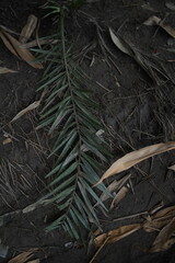 Soil texture baground image,leaves on the ground