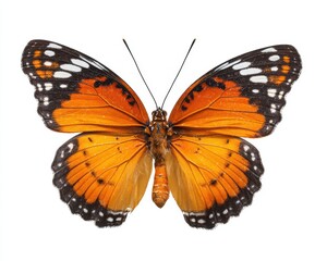 Fototapeta premium Collection of Stunning Butterflies Isolated on White Background: Vibrant Insects in Various Colors and Sizes