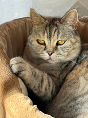 Pretty shorthair cat feline in the pet bed.