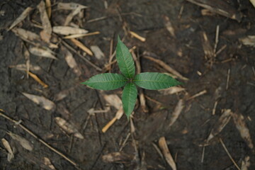 Soil texture baground image