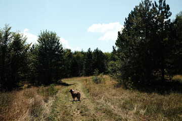 Brown aussie dog standing on grassy forest path in Stara Planina in Serbia, surrounded by trees and summer light. Red tricolor Australian shepherd