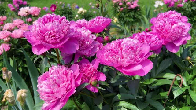 A peony bush with large pink flowers in a flowerbed in a spring garden on a bright sunny day.
