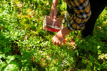 Country girl picking forest berries with using lowbush blueberry rake