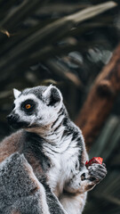 Ring-tailed lemur holding a piece of fruit, side portrait with sharp eye, fur texture and soft...