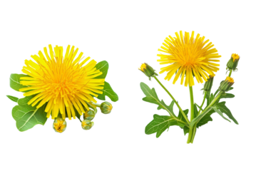 Vibrant yellow dandelion flower with buds and leaves isolated on transparent background. Dandelion plant with yellow blossoms, buds, and green leaves PNG.
